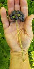 Smilax lasioneura