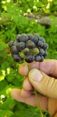 Smilax lasioneura