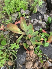 Echeveria gibbiflora