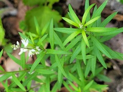 Polygala paniculata