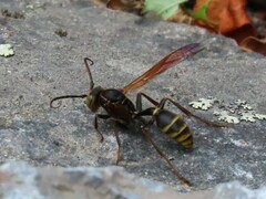 Mischocyttarus flavitarsis