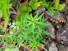 Polygala paniculata