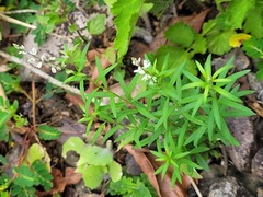 Polygala paniculata