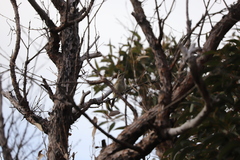 Lichmera indistincta