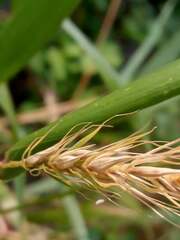 Elymus riparius