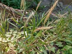 Elymus riparius