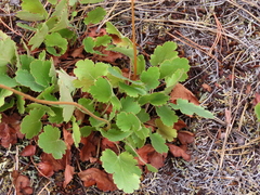 Heuchera cylindrica