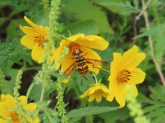 Milesia virginiensis