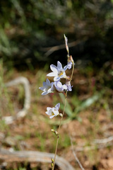 Ixia rapunculoides