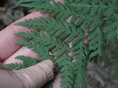 Dryopteridoideae