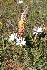 Lachenalia mutabilis