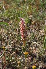 Lachenalia mutabilis