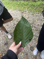 Asimina triloba