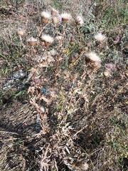 Cirsium serrulatum