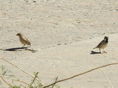 Passer domesticus