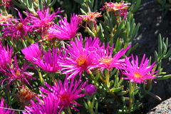 Lampranthus haworthii