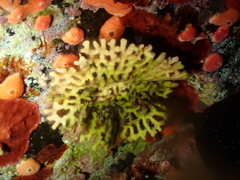 Frondipora verrucosa