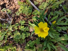 Oxalis namaquana