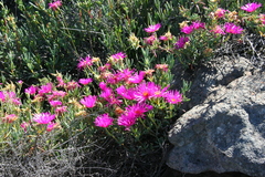 Lampranthus