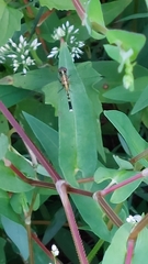 Erythrodiplax minuscula