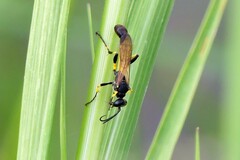 Sceliphron madraspatanum