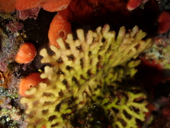 Frondipora verrucosa