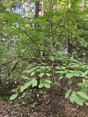 Prunus padus