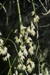 Melasphaerula graminea