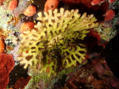 Frondipora verrucosa