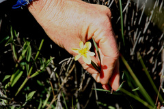 Moraea fragrans
