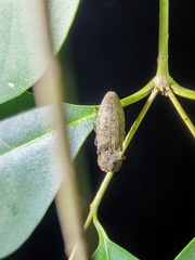 Agrypnus bipapulatus