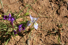 Moraea ciliata