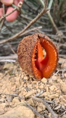Hydnora africana