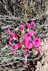 Pelargonium incrassatum