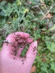 Chaerophyllum temulum