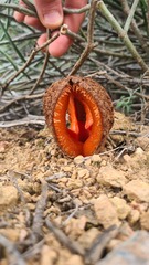 Hydnora africana