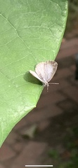 Celastrina