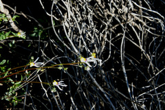 Nemesia cheiranthus