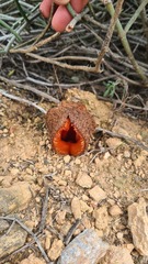 Hydnora africana