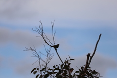 Melithreptus brevirostris