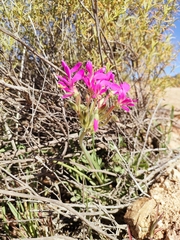 Pelargonium incrassatum