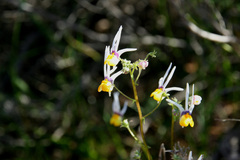 Nemesia cheiranthus