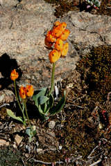 Ornithogalum maculatum