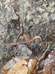 Oligochaeta