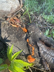 Trametes cinnabarina