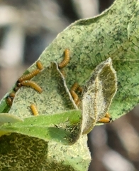 Acraea horta