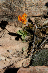 Ornithogalum maculatum