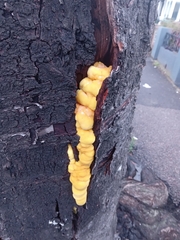 Laetiporus sulphureus