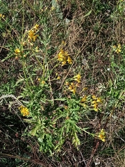 Jacobaea grandidentata