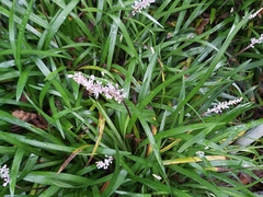 Liriope spicata